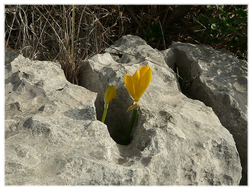 Sternbergia lutea(Cyclamen hederifolium, Biarum tenuifolium)